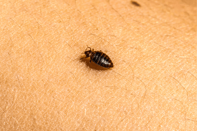 How to get rid of bed bugs in clothes and luggage – problem solved 
