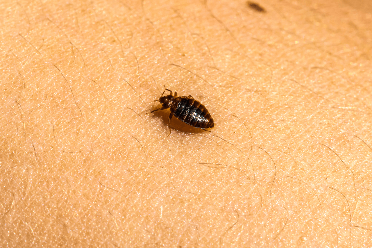 how to get rid of bed bugs