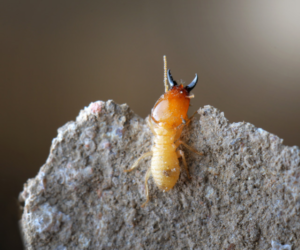 Can Termites Travel through Luggage?
