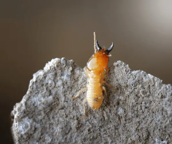 Termites in Luggage: Can These Pests Travel with You?