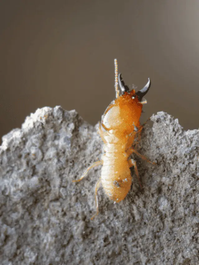 Termites In Luggage: Can These Pests Travel With You?