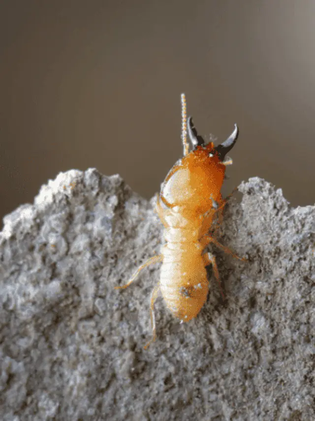 Can Termites Travel through Luggage?